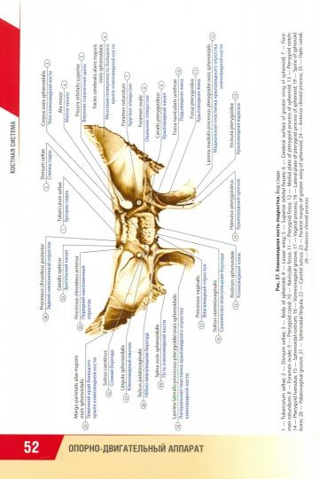 Анатомия человека : атлас для педиатров : учеб. пособие /Д. Б. Никитюк, С. В. Клочкова ; под ред. Д. Б. Nikitjuka. —M. : ГЭОТАР-Медиа, 2019. ― 896 с. : ou