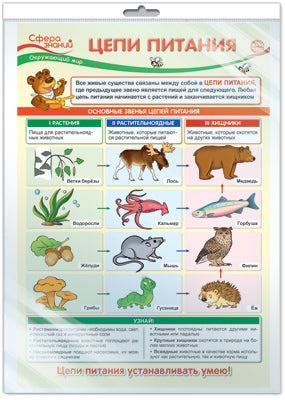 *ПО-13974 ПЛАКАТ А3 В ПАКЕТЕ. Окружающий мир в 3 классе. Цепи питания (в индивидуальной упаковке, с европодвесом и клеевым клапаном)