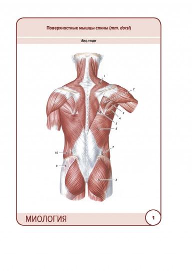 Анатомия человека: КАРТОЧКИ (43шт). Миология. Русские и латинские названия анатомических структур.