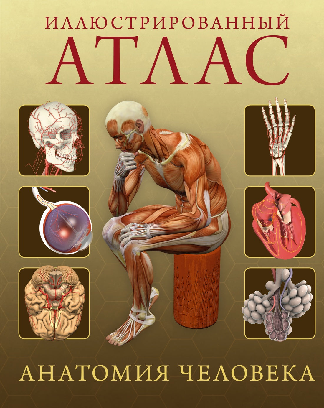 Atlas illustré. Анатомия человека