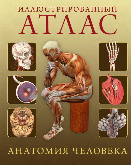 Atlas illustré. Анатомия человека