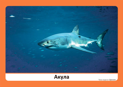 Тема недели «Зрение». Наглядно-дидактический материал. 3-5 лет. Программа основанная на ECERS