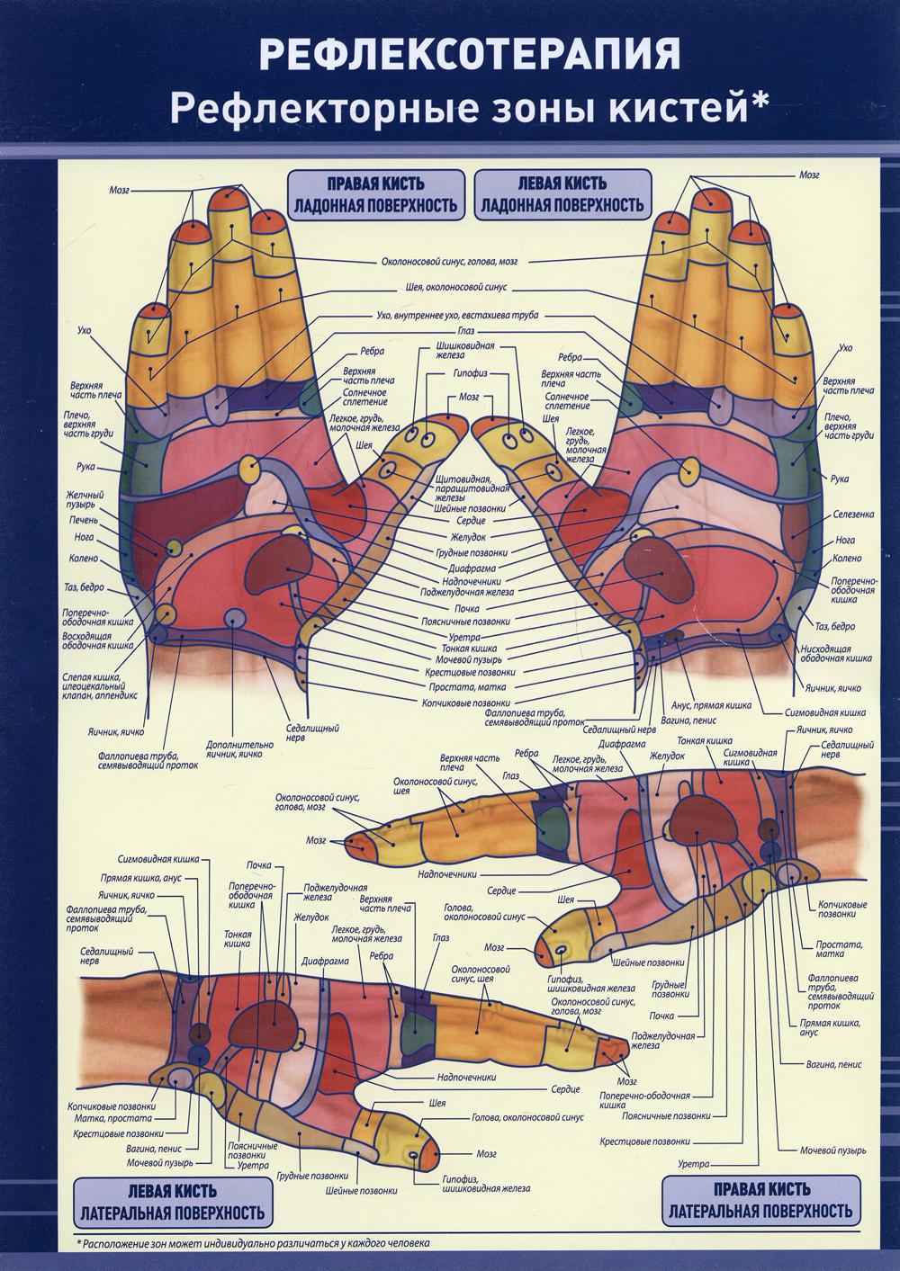 Плакат "Рефлексотерапия. Рефлекторные зоны кистей". Ламинированный, полноцветный, двустронний. Формат А4