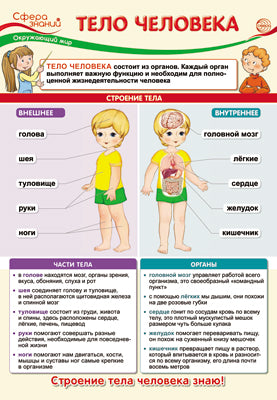 ПО-13541 Plaque A3. Окружающий мир в начальной школе. Telo человека