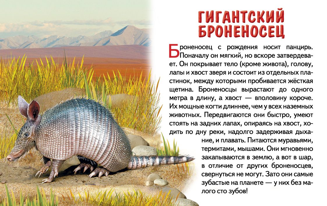 Cartes. Животные Южной Америки ; Cartes. Les jeunes Américains