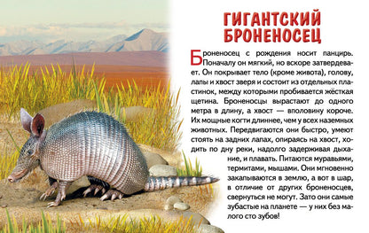 Cartes. Животные Южной Америки ; Cartes. Les jeunes Américains