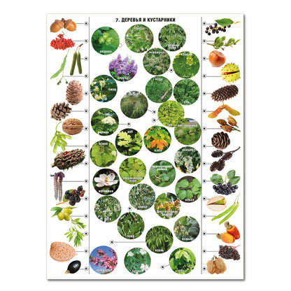 ДК.Игра Электровикторина "Живая природа" арт.02813