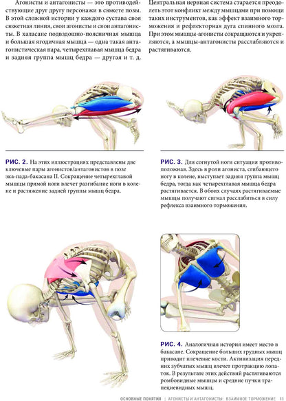 Анатомия балансов на руках и перевернутых поз