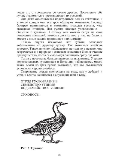 Такие знакомые птицы: гуси, лебеди, утки, куры, стрижи, совы, орлы, соколы