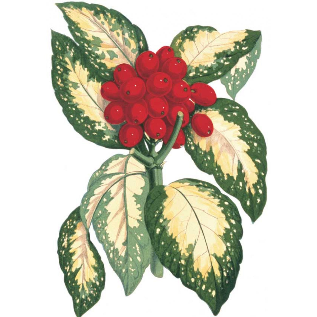 Растения с цветными листьями