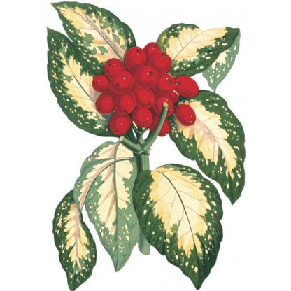 Растения с цветными листьями