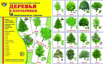 Démonstrateur. cartes "Деревья и кустарн" (173х220мм)