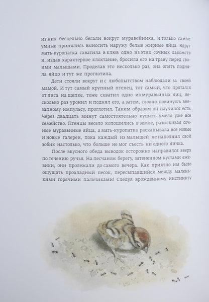 Classique dans l'histoire : Krasношейка (р)