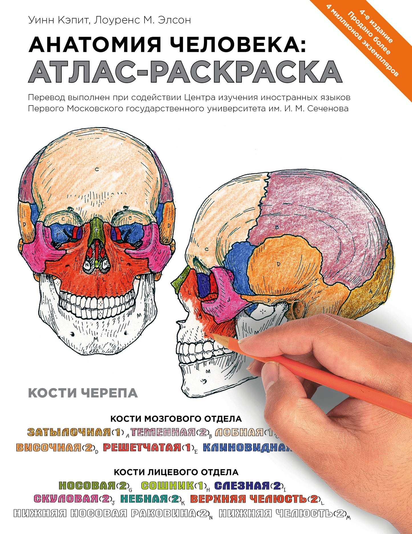 Анатомия человека: атлас-раскраска