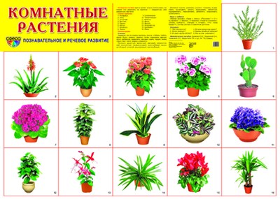 Plaque de démonstration. Комнатные растения. (format A-2).